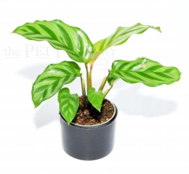 Calathea concinna FREDDY